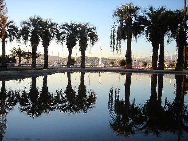 Palmiers la Croisette, Cannes