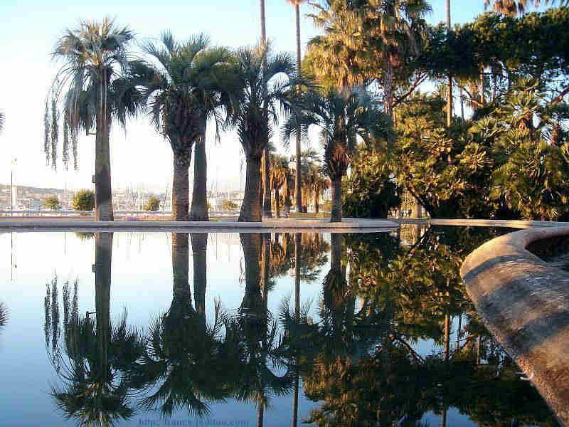 Palmiers la Croisette, Cannes
