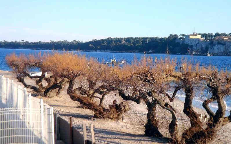 Ile de Siante Marguerite  vue de la pointe  du palm Beach de Cannes 