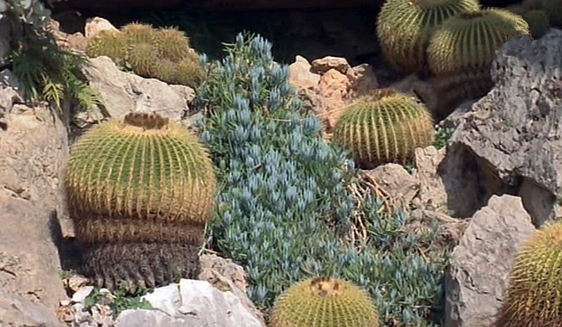 exotic garden of Monaco