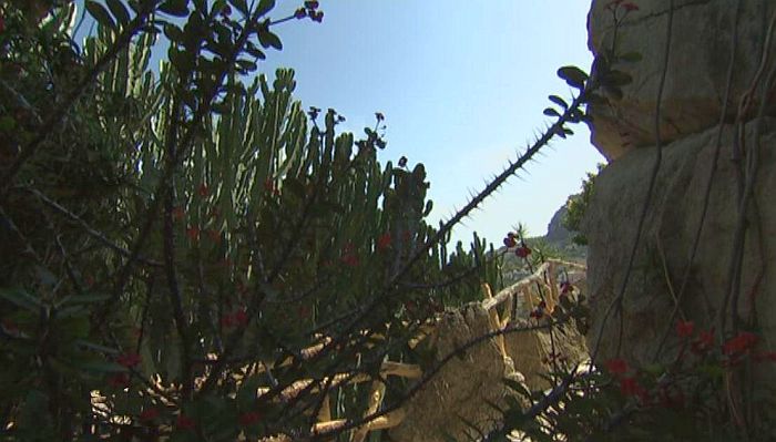 exotic garden of Monaco