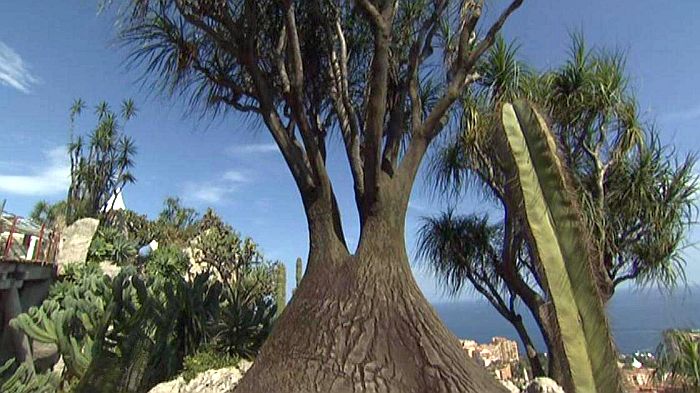 Jardin exotique de Monaco