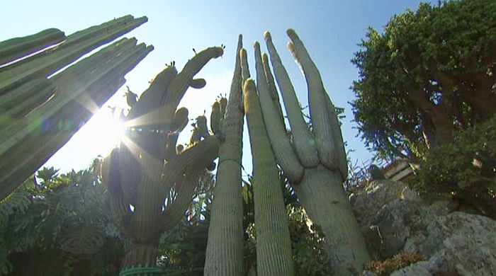 exotic garden of Monaco