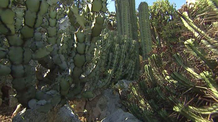 exotic garden of Monaco