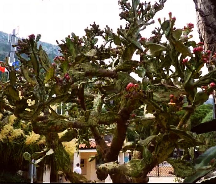 Jardin exotique de Monaco