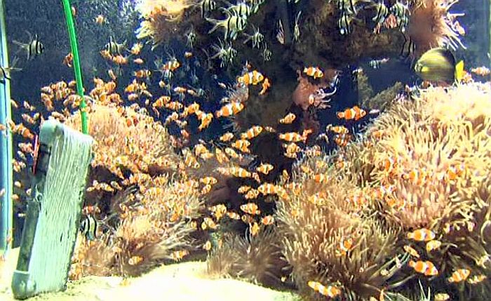 Mus&eacute;e oc&eacute;anographique de Monaco