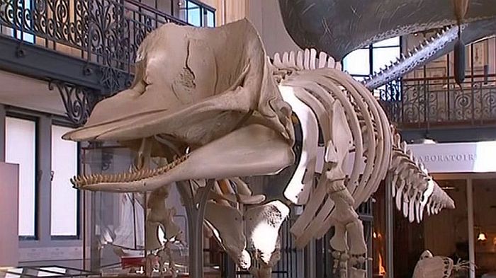 Mus&eacute;e oc&eacute;anographique de Monaco