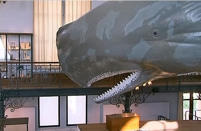 Oceanographic museum of Monaco