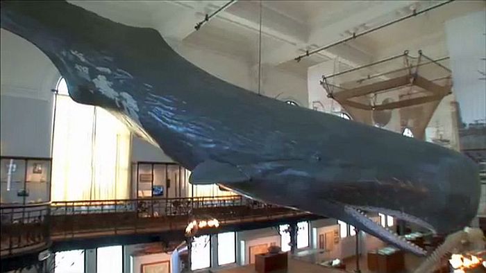 Mus&eacute;e oc&eacute;anographique de Monaco