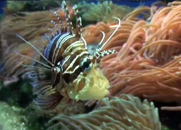 Oceanographic museum of Monaco