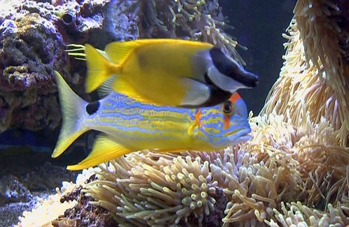 Oceanographic museum of Monaco