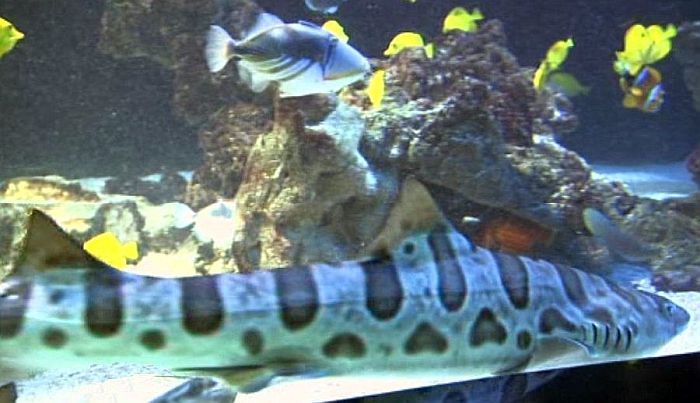 Mus&eacute;e oc&eacute;anographique de Monaco